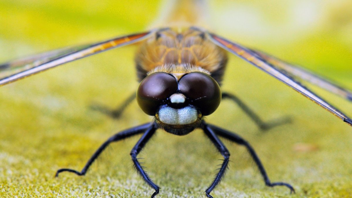 Libelle landet sicher und leicht.